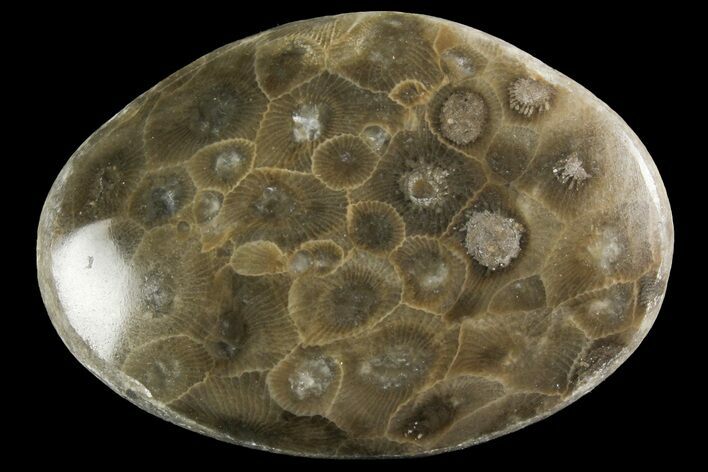 Polished Petoskey Stone (Fossil Coral) - Michigan #156054